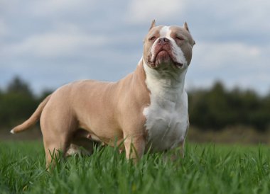 Köpek yavrusu Amerikan zorba köpeği.