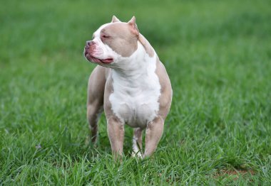 Köpek yavrusu Amerikan zorba köpeği.