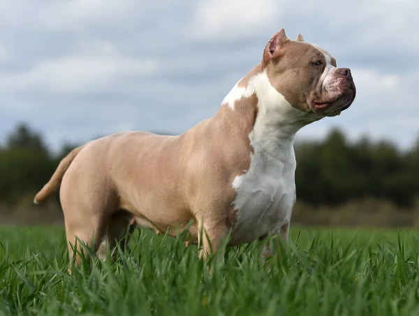 Beautiful American Bully — Stock Photo, Image