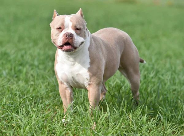 Hermoso Bravucón Americano — Foto de Stock