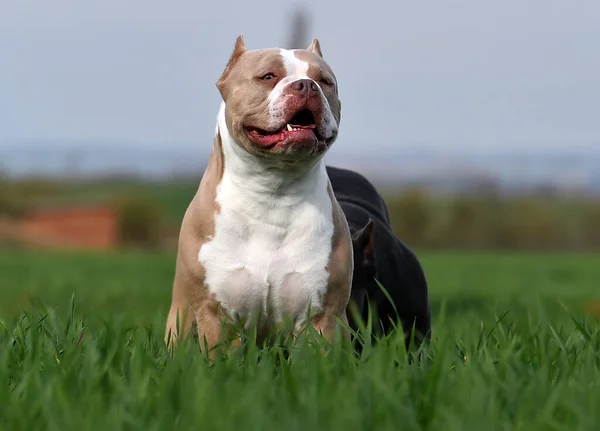 Beautiful American Bully — Stock Photo, Image