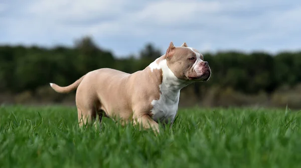 Een Puppy Amerikaanse Bullebak Hond — Stockfoto