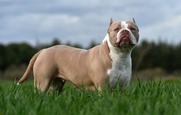 Een Puppy Amerikaanse Bullebak Hond — Stockfoto