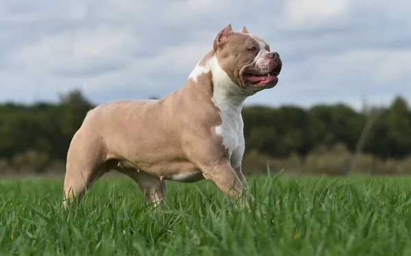 Ein Welpe Amerikanischer Rüpel Hund — Stockfoto