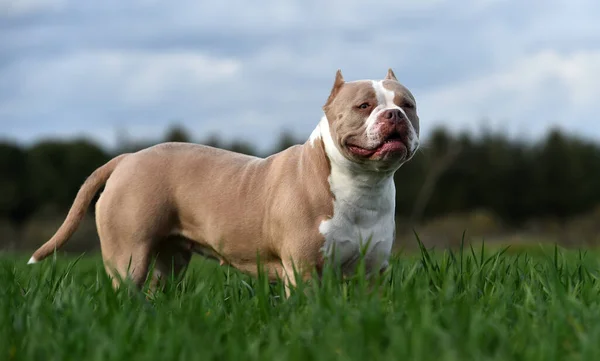 Een Puppy Amerikaanse Bullebak Hond — Stockfoto