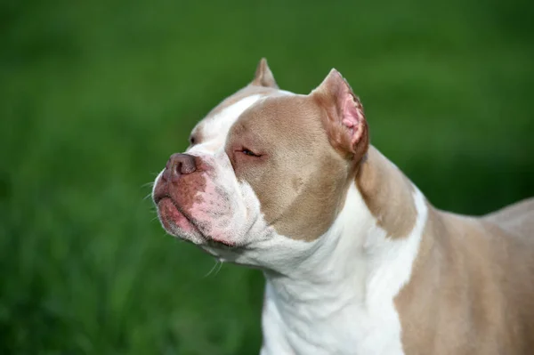 Ein Welpe Amerikanischer Rüpel Hund — Stockfoto