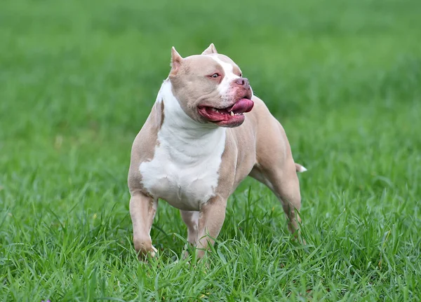 Cachorro Americano Bravucón Perro —  Fotos de Stock