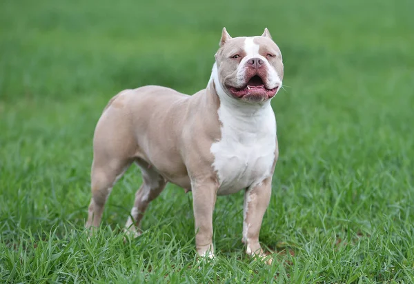 Cachorro Americano Bully Dog — Fotografia de Stock