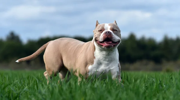 Een Puppy Amerikaanse Bullebak Hond — Stockfoto