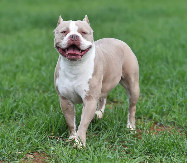 Puppy American Bully Dog — Stock Photo, Image
