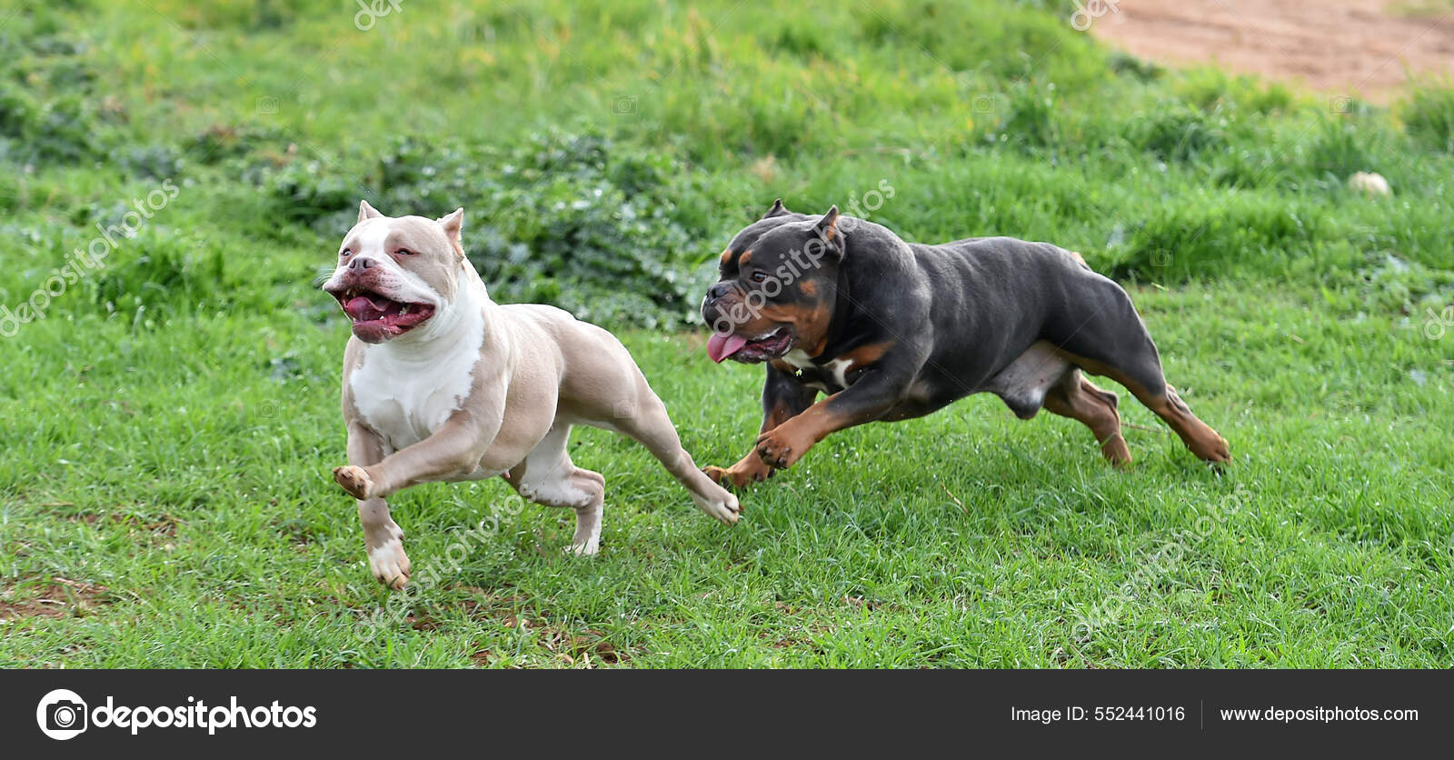 Strong American Bully Dog — Stock Photo ©