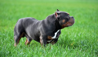 Güçlü bir Amerikan zorba köpeği.