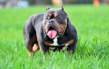 Güçlü bir Amerikan zorba köpeği.