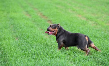 Güçlü bir Amerikan zorba köpeği.