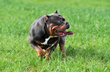 Güçlü bir Amerikan zorba köpeği.
