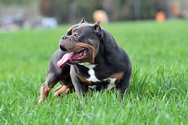 Fuerte Americano Bravucón Perro — Foto de Stock