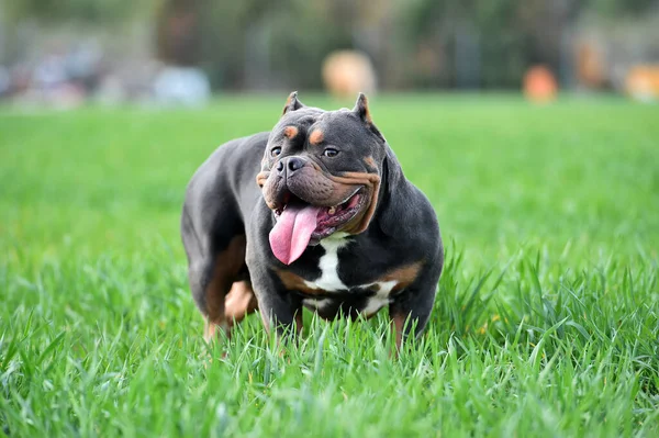 Fuerte Americano Bravucón Perro — Foto de Stock