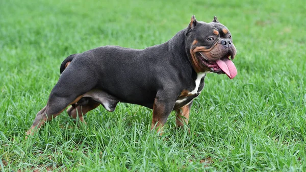 Fuerte Americano Bravucón Perro —  Fotos de Stock