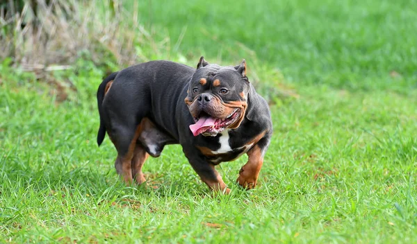 Fuerte Americano Bravucón Perro — Foto de Stock