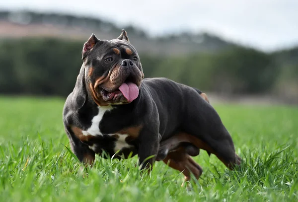 Fuerte Americano Bravucón Perro —  Fotos de Stock