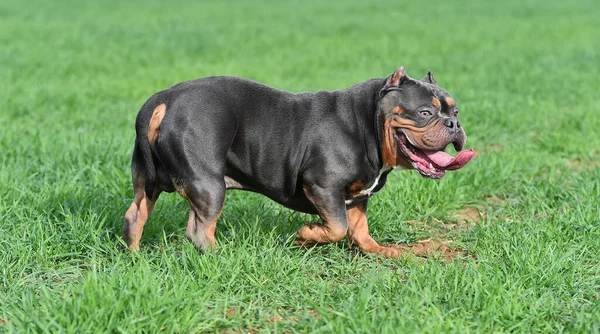 Cão Valentão Americano Forte — Fotografia de Stock