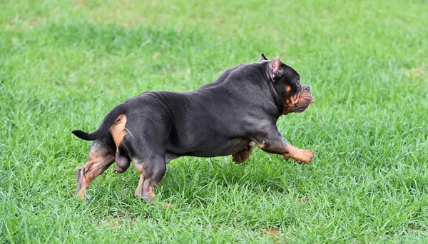 Cane Bullo Americano — Foto Stock