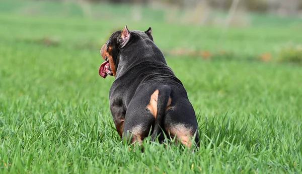 Amerikansk Mobbhund — Stockfoto