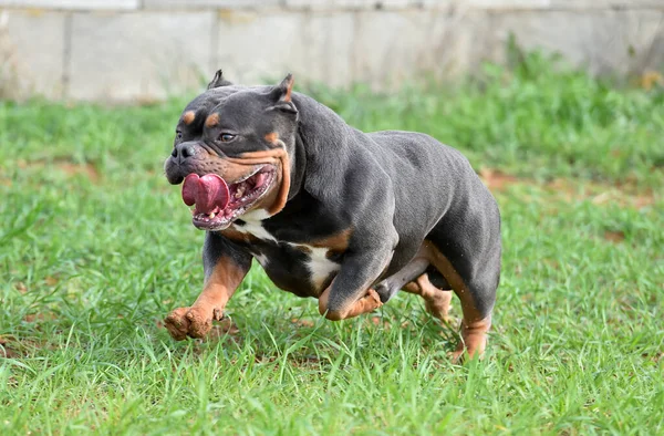 Anjing Amerika Pengganggu — Stok Foto