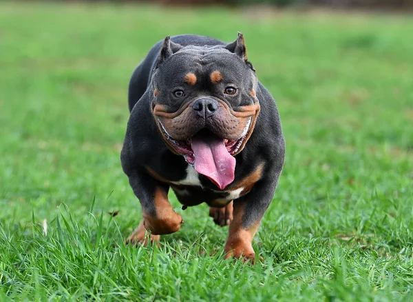 Fuerte Americano Bravucón Perro — Foto de Stock