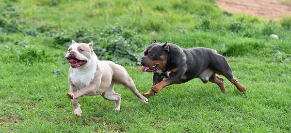 a strong american bully dog