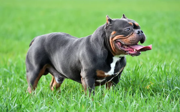 Fuerte Americano Bravucón Perro — Foto de Stock