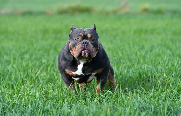 Güçlü Bir Amerikan Zorba Köpeği — Stok fotoğraf