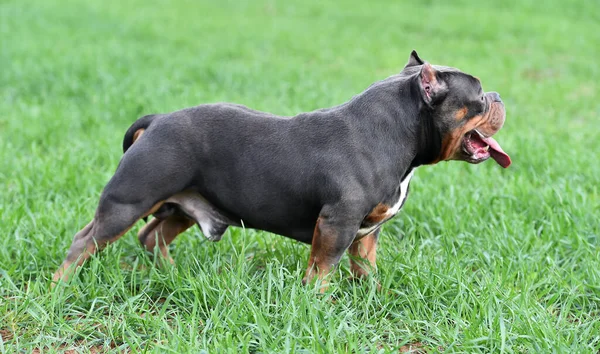 Fuerte Americano Bravucón Perro — Foto de Stock