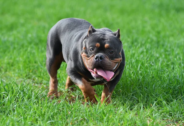 Güçlü Bir Amerikan Zorba Köpeği — Stok fotoğraf