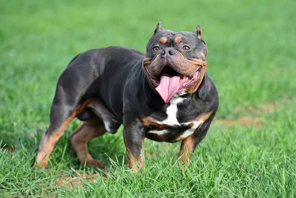 Een Sterke Amerikaanse Bullebak Hond — Stockfoto