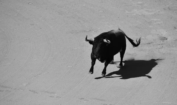 Strong Bull Big Horns — Stock Photo, Image