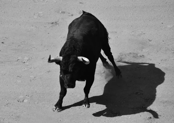 Taureau Fort Dans Arène Espagnole Des Arènes — Photo