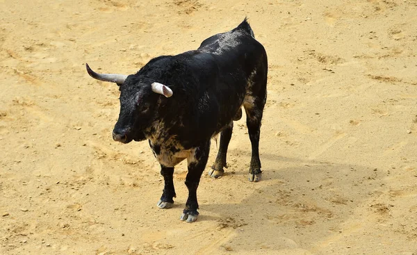 Spanyol Arenasında Güçlü Bir Boğa — Stok fotoğraf