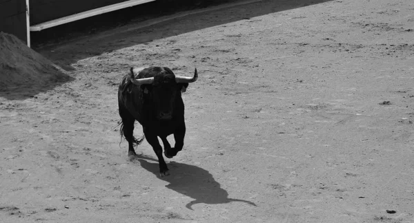 西班牙斗牛场上的一头强壮的公牛 — 图库照片