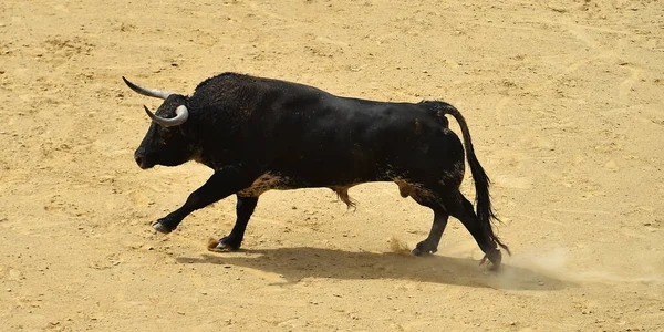 Silny Byk Hiszpańskiej Arenie Byków — Zdjęcie stockowe