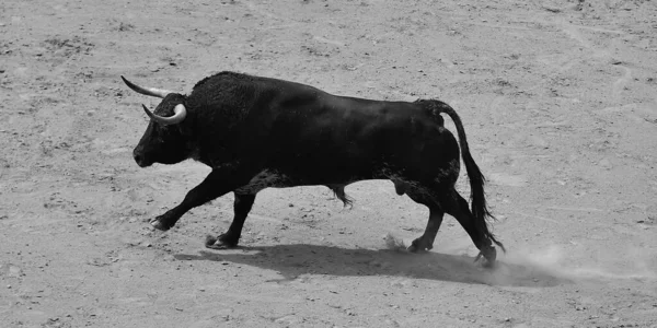 Ein Starker Stier Der Spanischen Stierkampfarena — Stockfoto