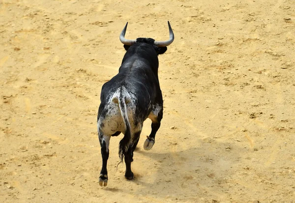 Ein Starker Stier Der Spanischen Stierkampfarena — Stockfoto