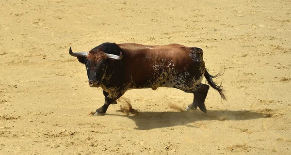 Silný Býk Španělské Býčí Aréně — Stock fotografie