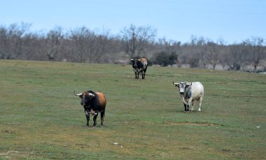 Büyük boynuzlu güçlü bir boğa.