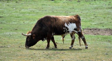 İspanyol topraklarında güçlü bir boğa.