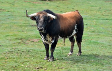Tarlada boynuzlu İspanyol boğası