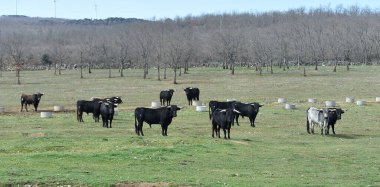 Tarlada boynuzlu İspanyol boğası