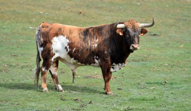 Tarlada boynuzlu İspanyol boğası
