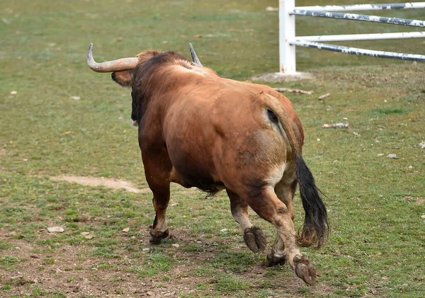 Stark Tjur Med Stora Horn — Stockfoto