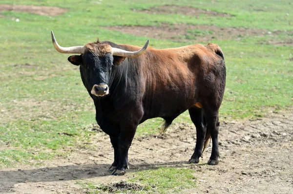 Toro Fuerte Con Cuernos Grandes —  Fotos de Stock